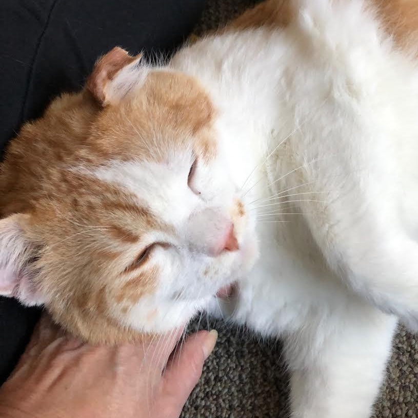 Enlarge Chatterbox, a Adoptable Domestic Short Hair in Plymouth, MN image 1/5