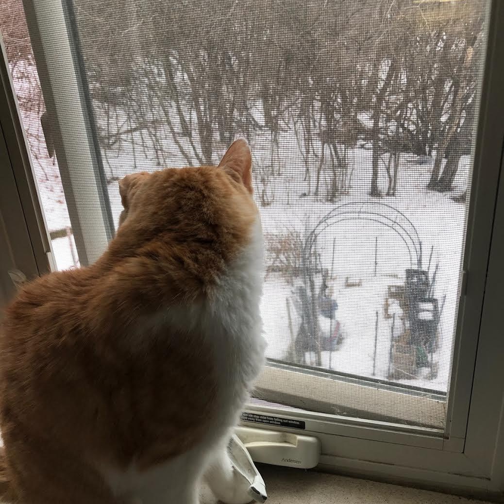 Enlarge Chatterbox, a Adoptable Domestic Short Hair in Plymouth, MN image 4/5