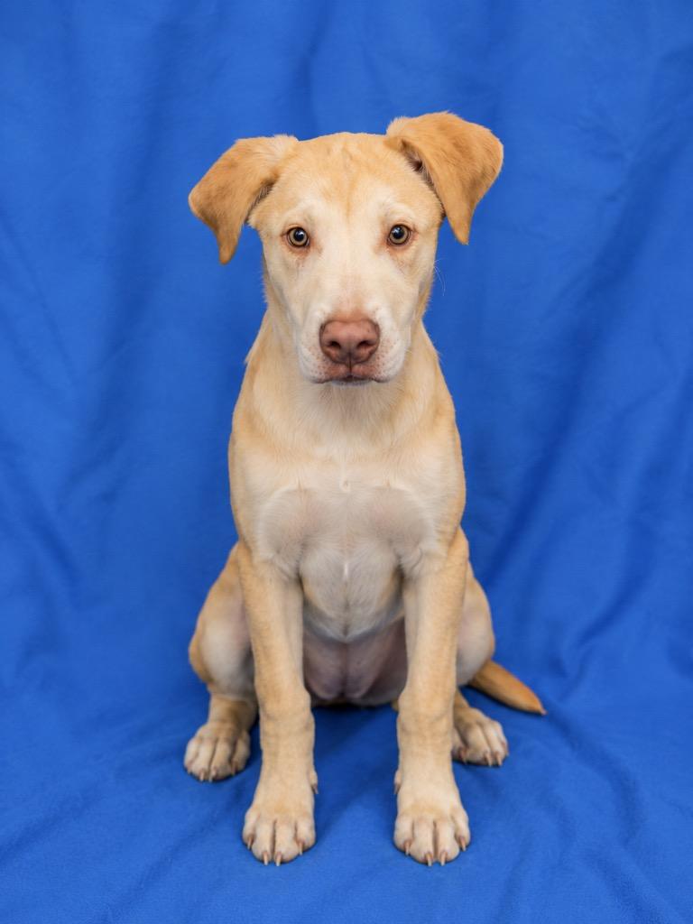 Enlarge Cooked, a Adoptable Mixed Breed in Ruston, LA image 1/1