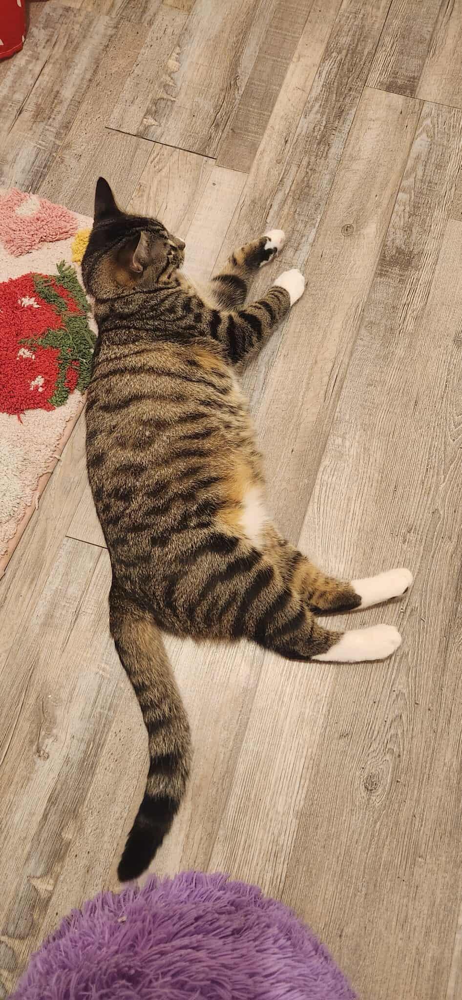 Enlarge Niko, a Adoptable Domestic Short Hair in Clymer, PA image 3/6