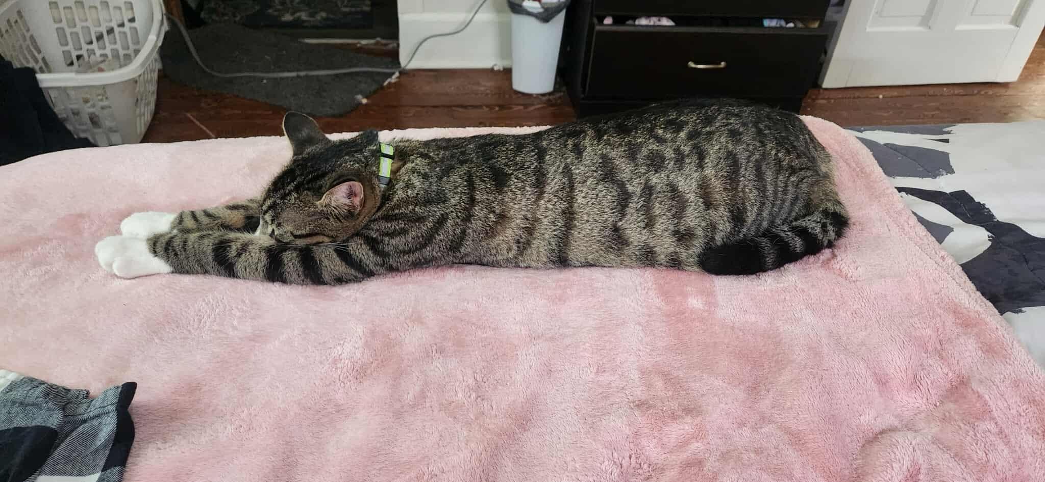 Enlarge Niko, a Adoptable Domestic Short Hair in Clymer, PA image 4/6