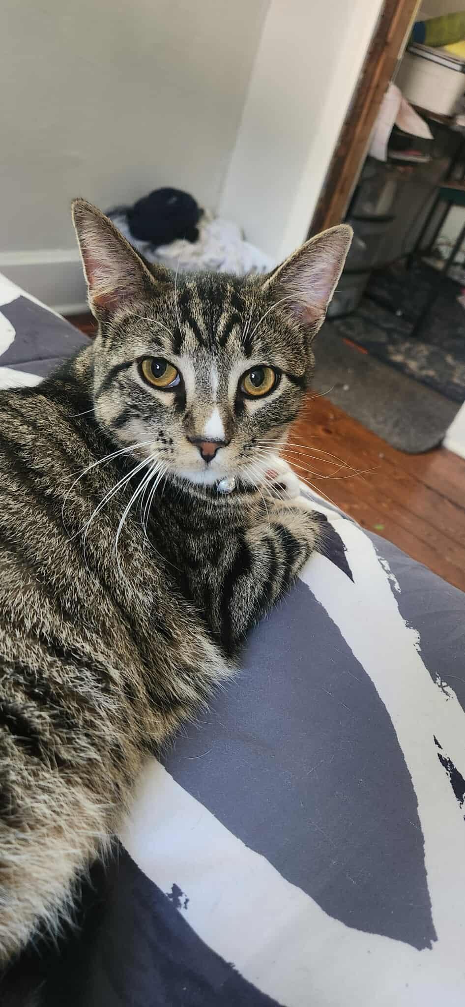 Enlarge Niko, a Adoptable Domestic Short Hair in Clymer, PA image 6/6