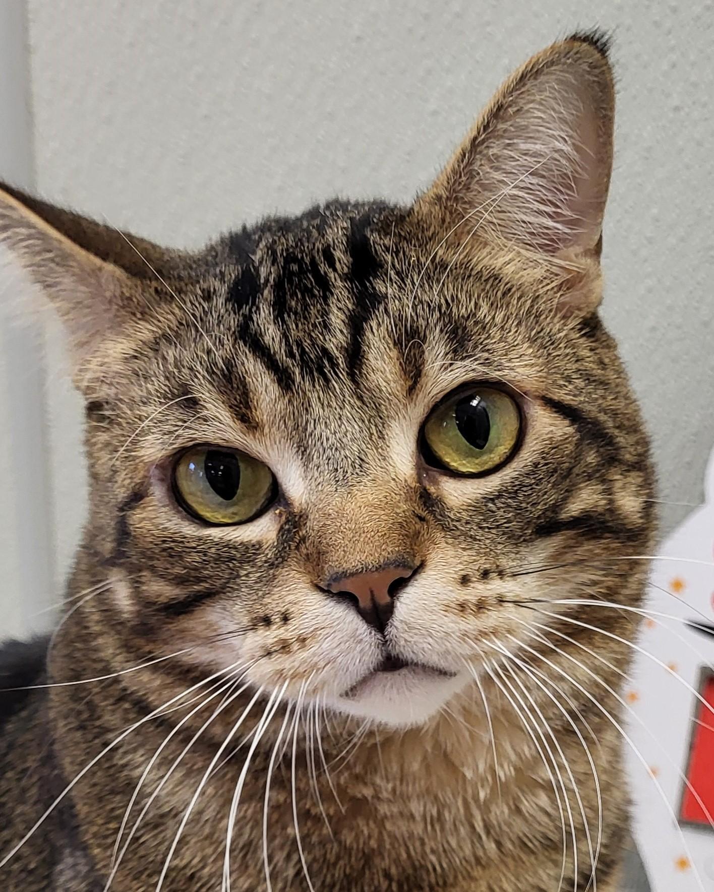 Lance Bass, a Adoptable Domestic Short Hair in Grayslake, IL image 1/3