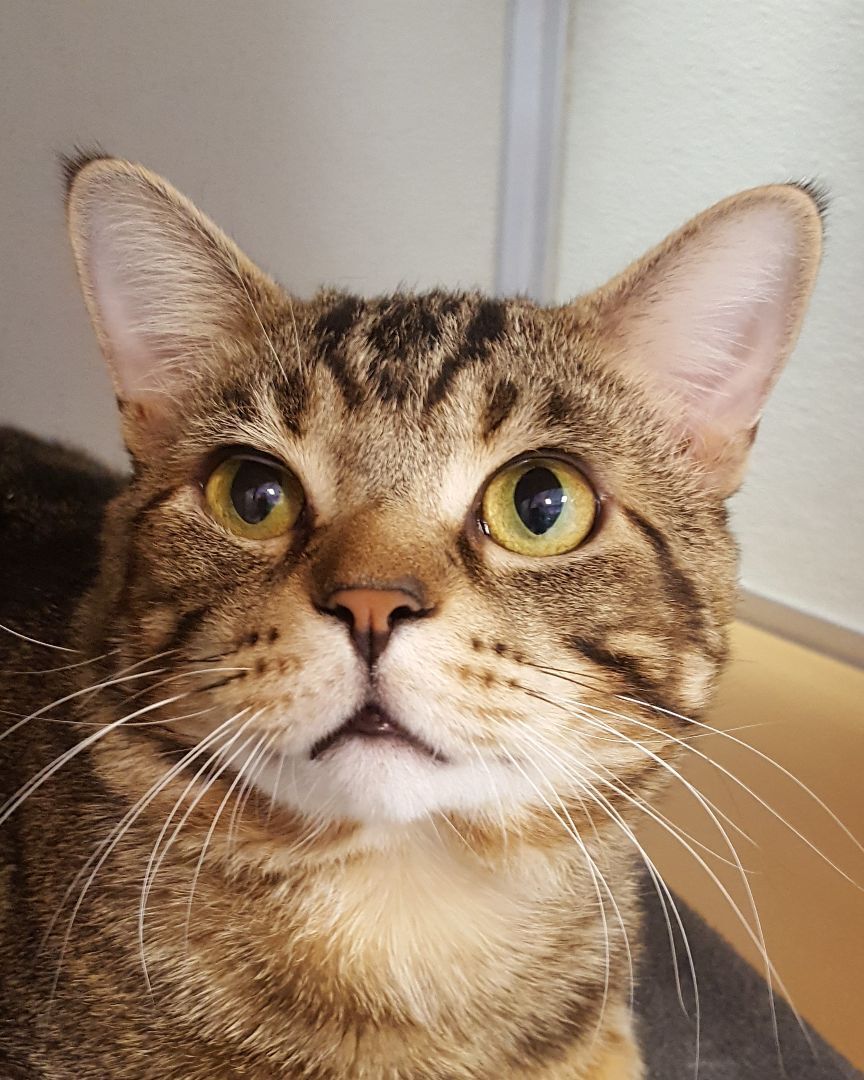 Lance Bass, a Adoptable Domestic Short Hair in Grayslake, IL image 3/3