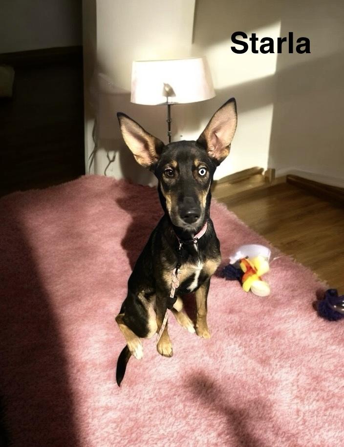 Starla, Young Female German Shepherd Dog