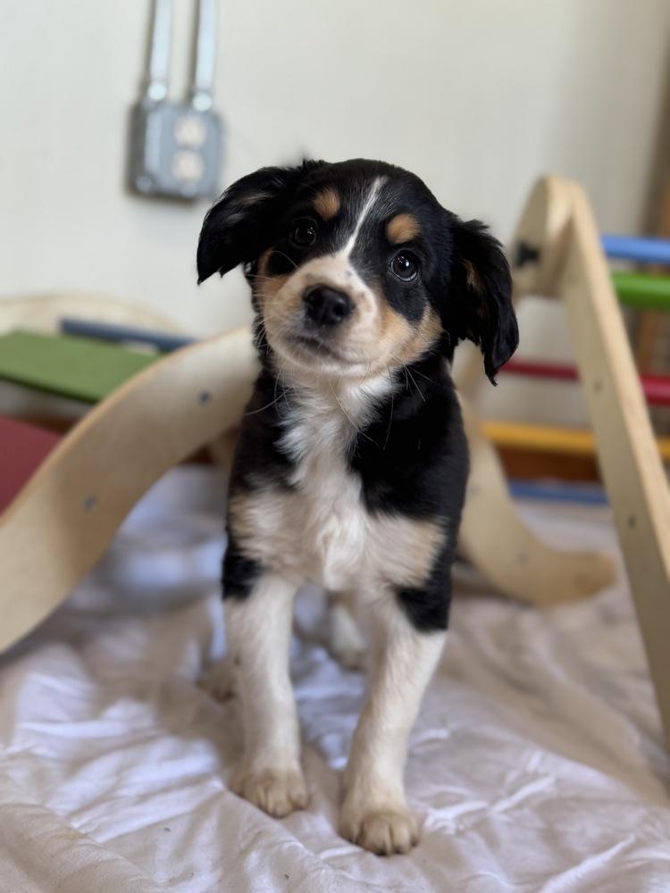 Sammy, Adoptable, Puppy Male Australian Shepherd.