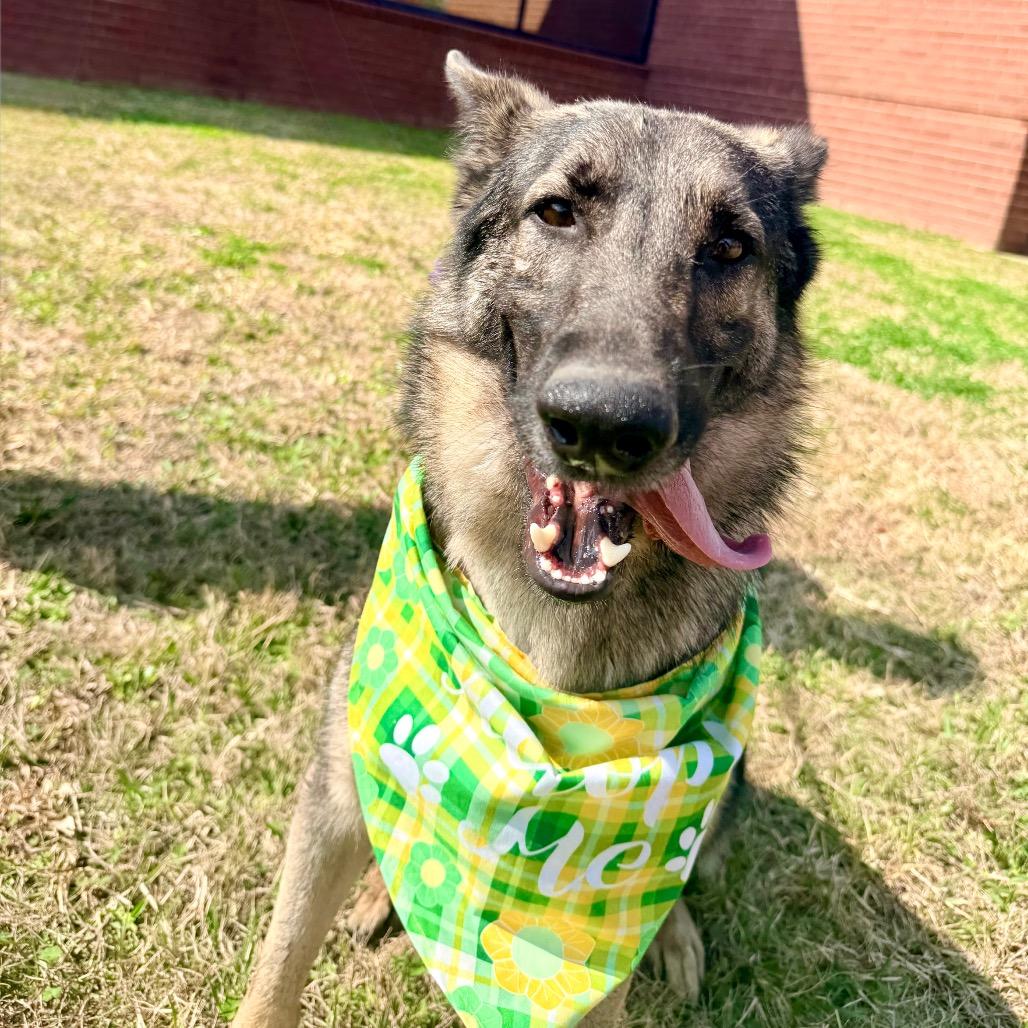 Pinenut — thumbnail 5