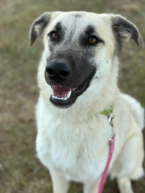 Enlarge Pickles, a ADOPTABLE Anatolian Shepherd in Augusta, WV image 1/1