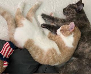 Oliver and Olivia (Bonded Pair), Adoptable, Adult Male Domestic Short Hair.