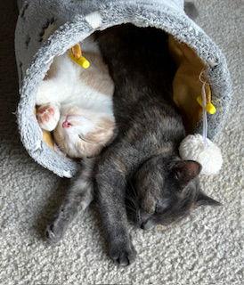 Oliver and Olivia (Bonded Pair), a Adoptable Domestic Short Hair in Eureka, MO image 2/3