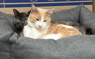 Oliver and Olivia (Bonded Pair), a Adoptable Domestic Short Hair in Eureka, MO image 3/3