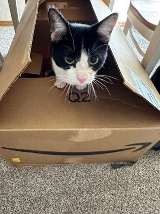 Espiria, Adoptable, Young Female Domestic Short Hair & Domestic Short Hair.