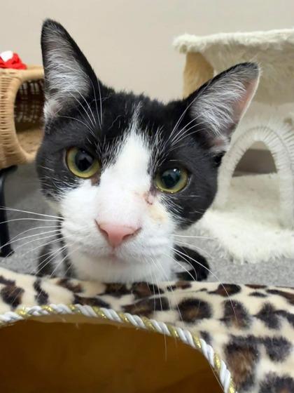 Espiria, Adoptable, Kitten Female Domestic Short Hair & Domestic Short Hair.