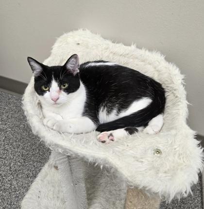 Espiria, a Adoptable Domestic Short Hair in Neenah, WI image 2/3