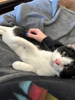 Enlarge Espiria, a Adoptable Domestic Short Hair in Neenah, WI image 2/3