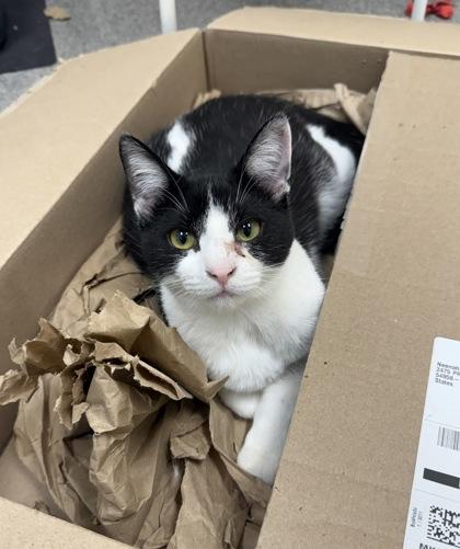 Espiria, a Adoptable Domestic Short Hair in Neenah, WI image 3/3