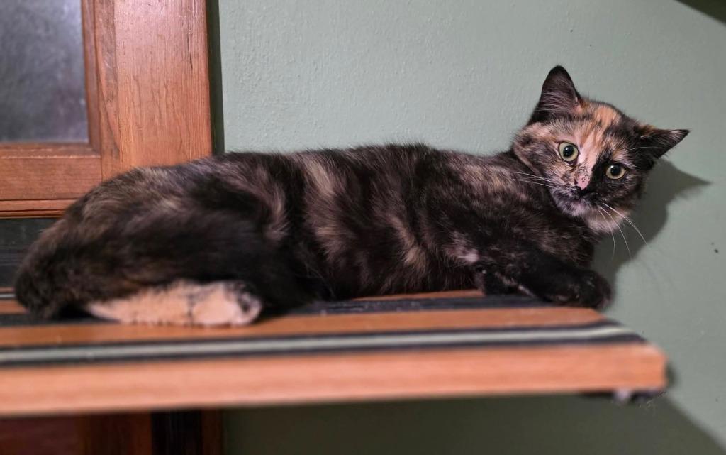 Briar Rose, Adoptable, Young Female Domestic Short Hair.