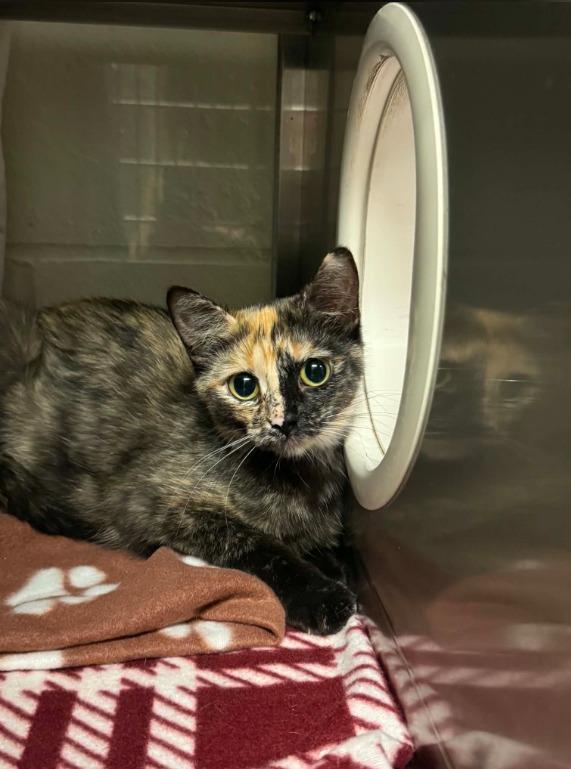 Enlarge Briar Rose, a Adoptable mixed breed in Grand Forks, ND image 2/2