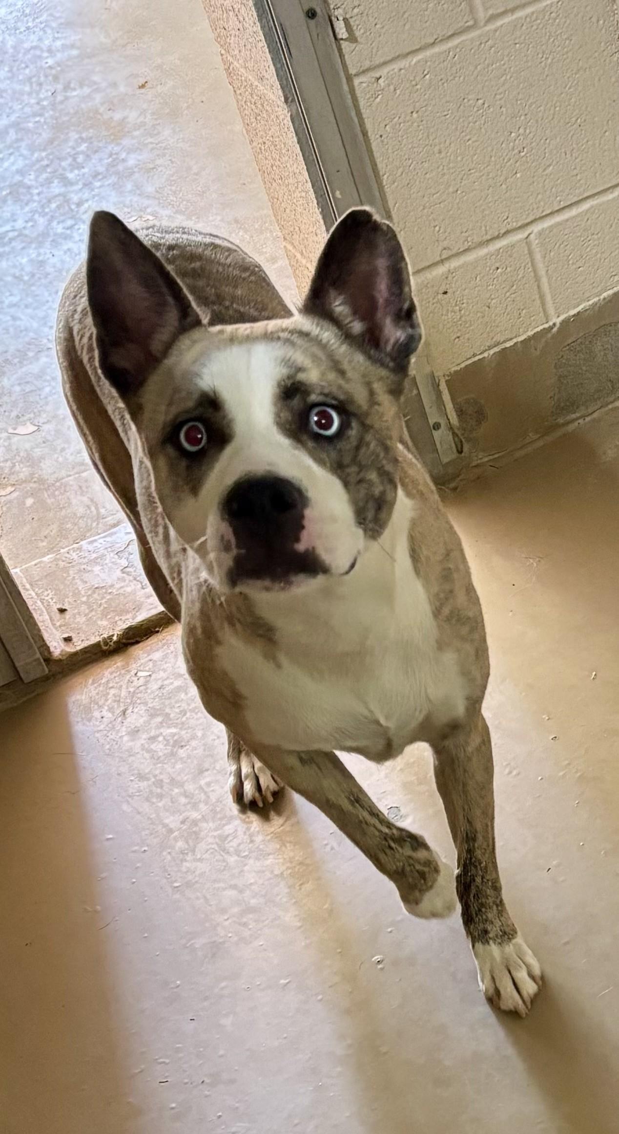 Nala, Adoptable, Adult Female Husky & Pit Bull Terrier.