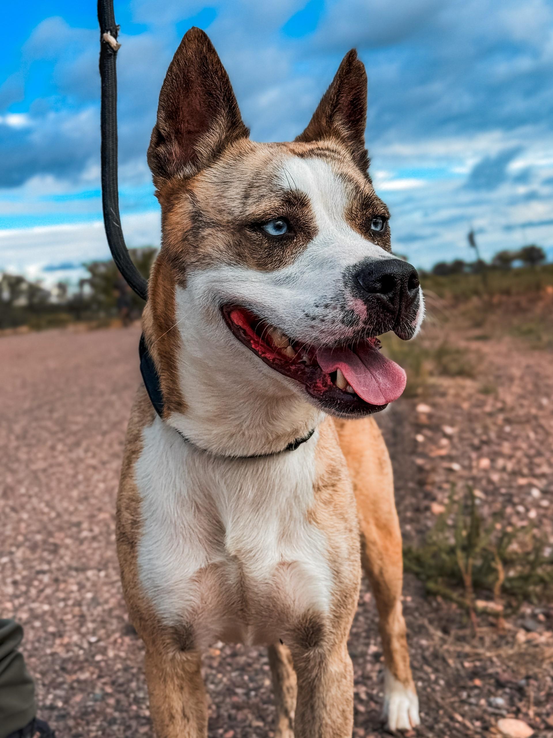 Enlarge Nala, a Adoptable mixed breed in Sierra Vista, AZ image 2/2