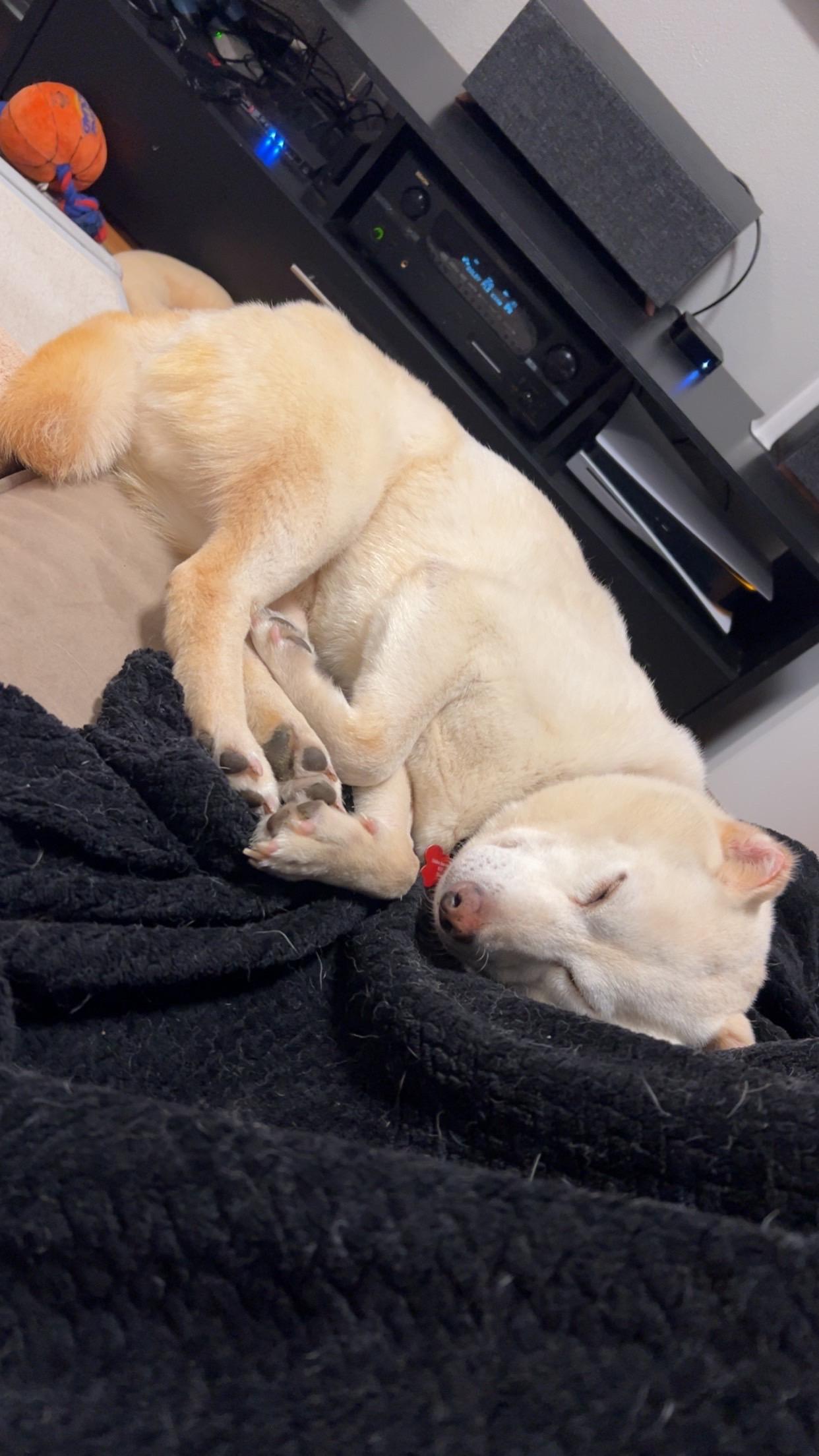 Enlarge Sammy, a Adoptable Shiba Inu in Chicago, IL image 4/6