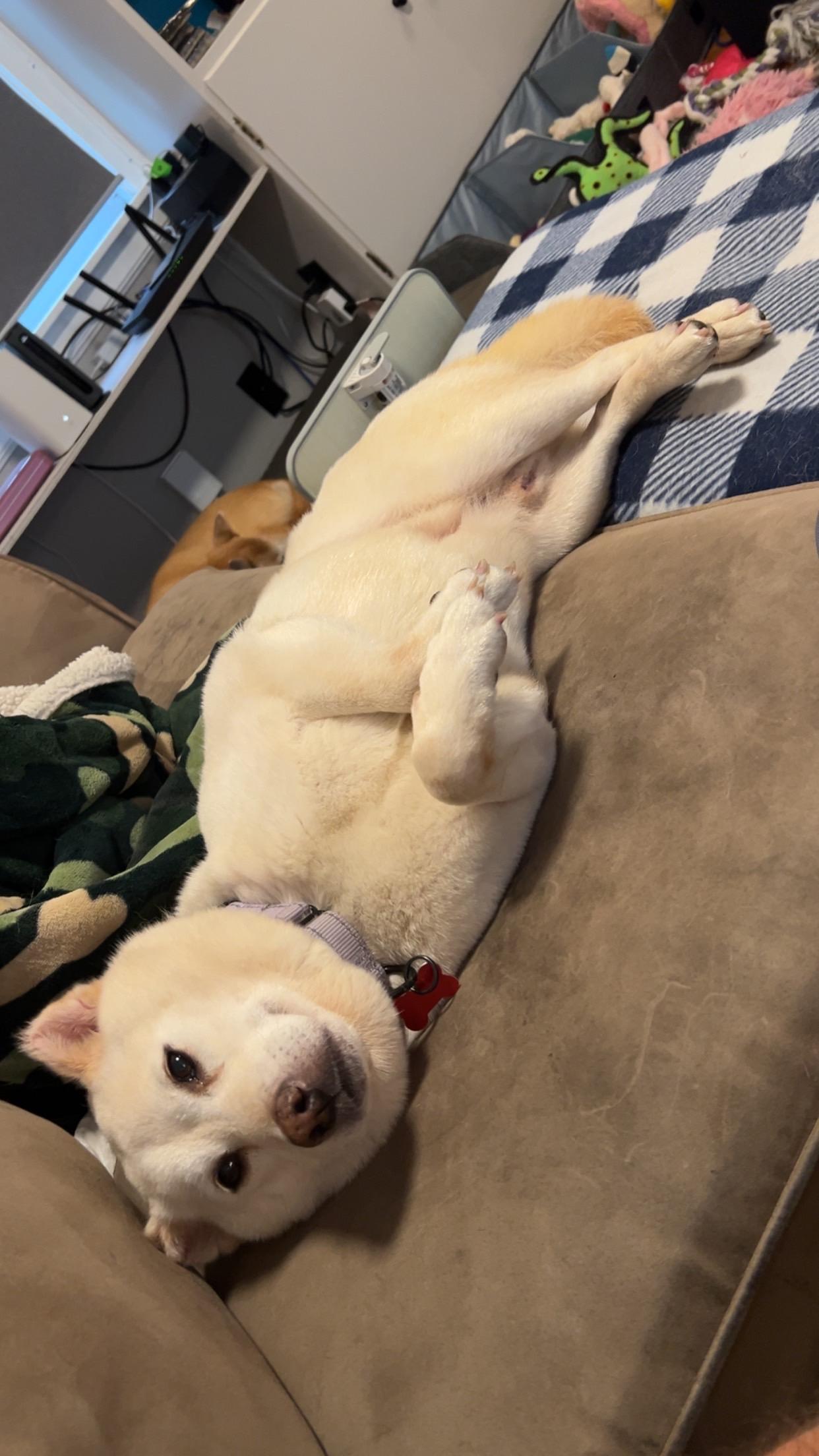 Enlarge Sammy, a Adoptable Shiba Inu in Chicago, IL image 2/6