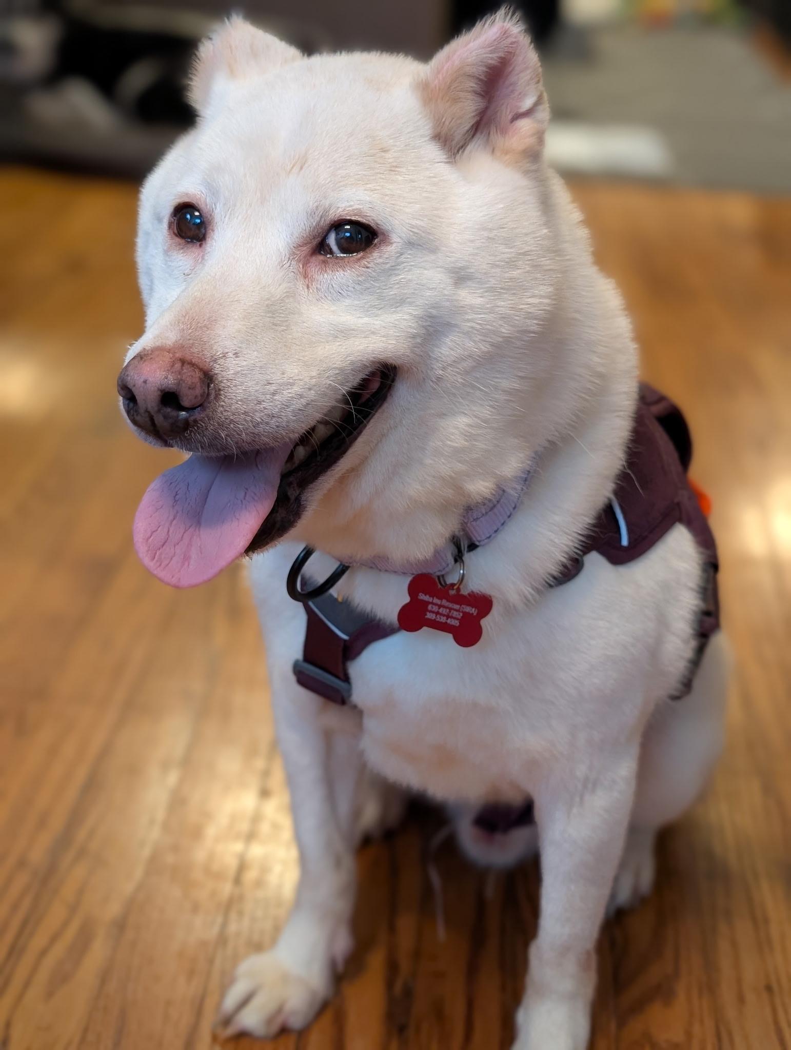 Enlarge Sammy, a Adoptable Shiba Inu in Chicago, IL image 3/6