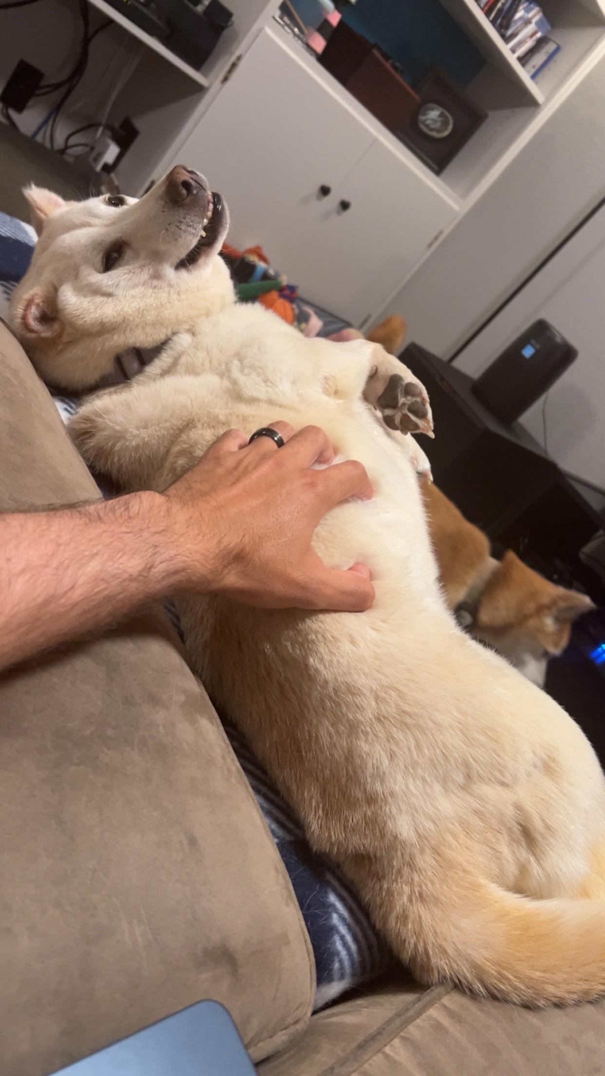 Enlarge Sammy, a Adoptable Shiba Inu in Chicago, IL image 5/6