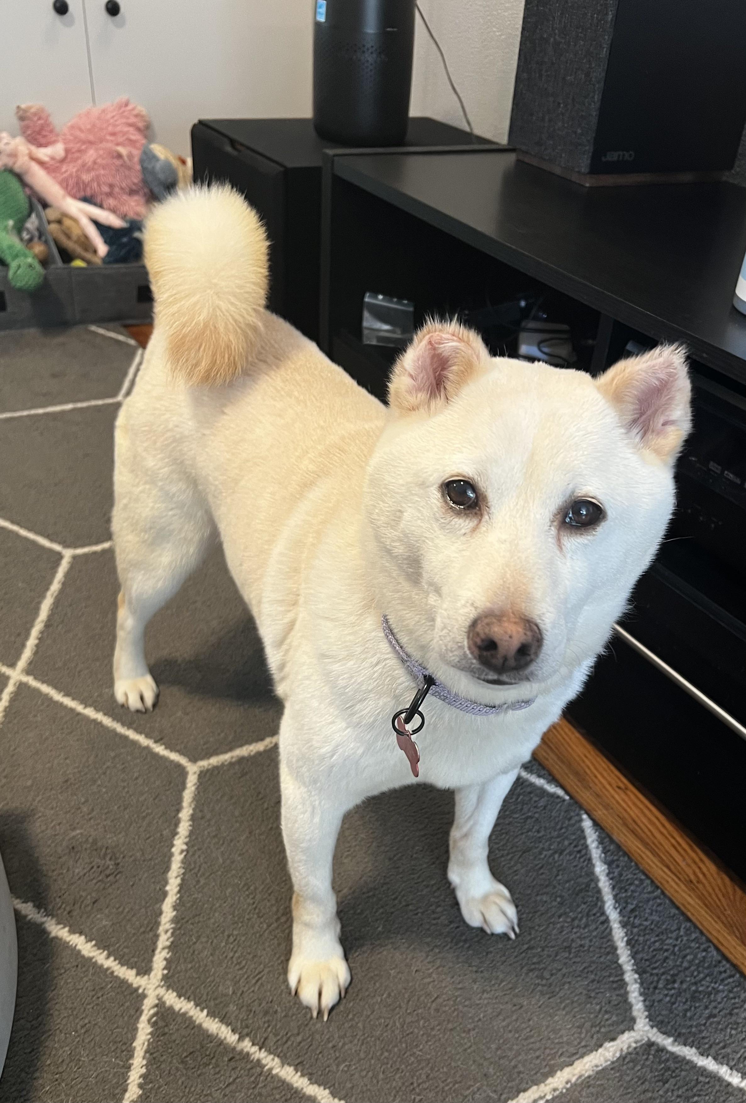 Enlarge Sammy, a Adoptable Shiba Inu in Chicago, IL image 1/6