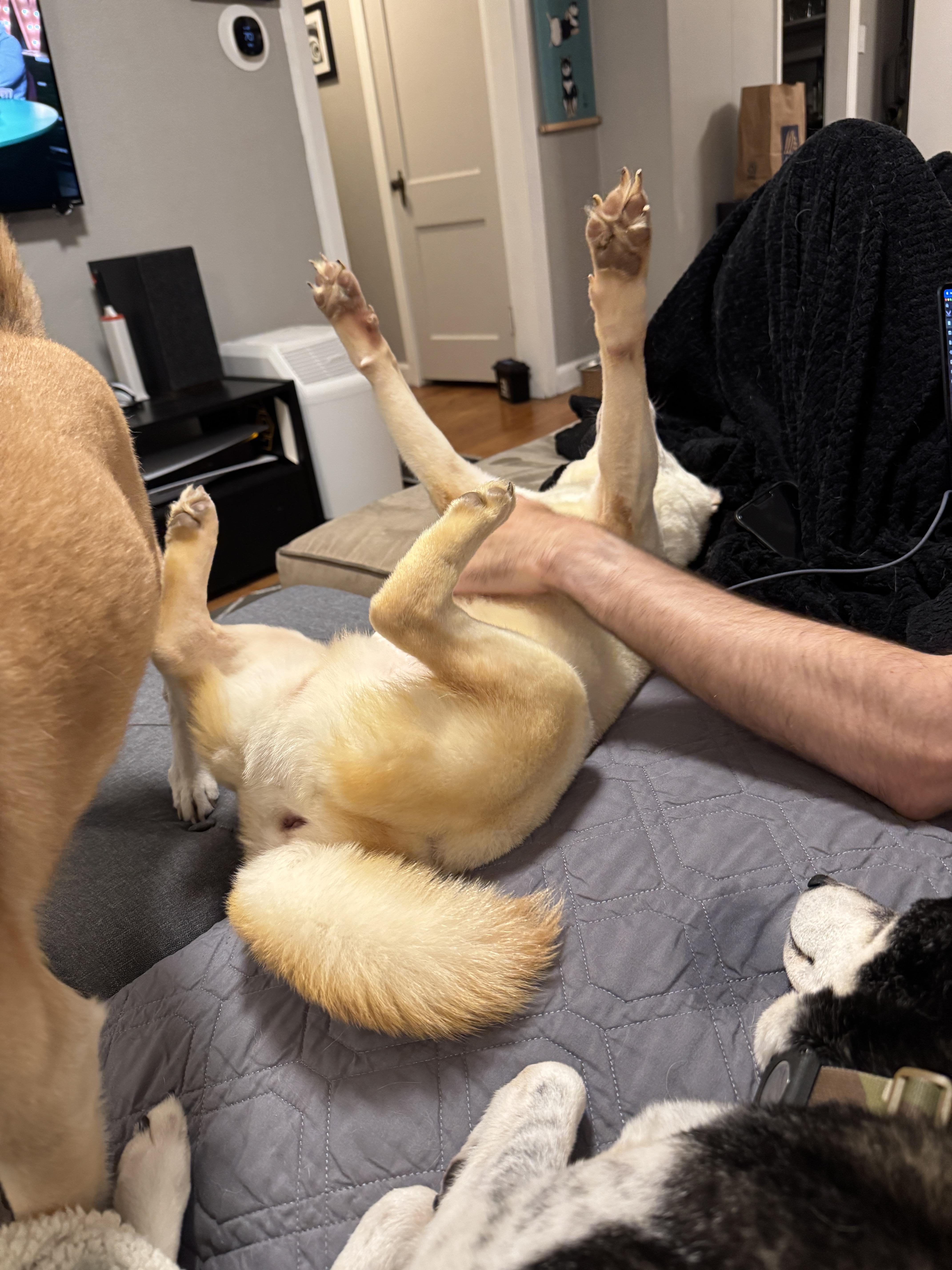 Enlarge Sammy, a Adoptable Shiba Inu in Chicago, IL image 6/6