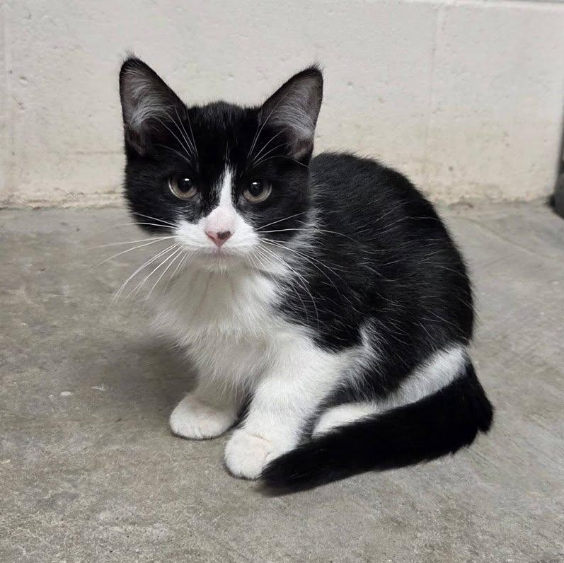 Enlarge VIM, an adopted Domestic Short Hair in Chilton, WI image 4/5