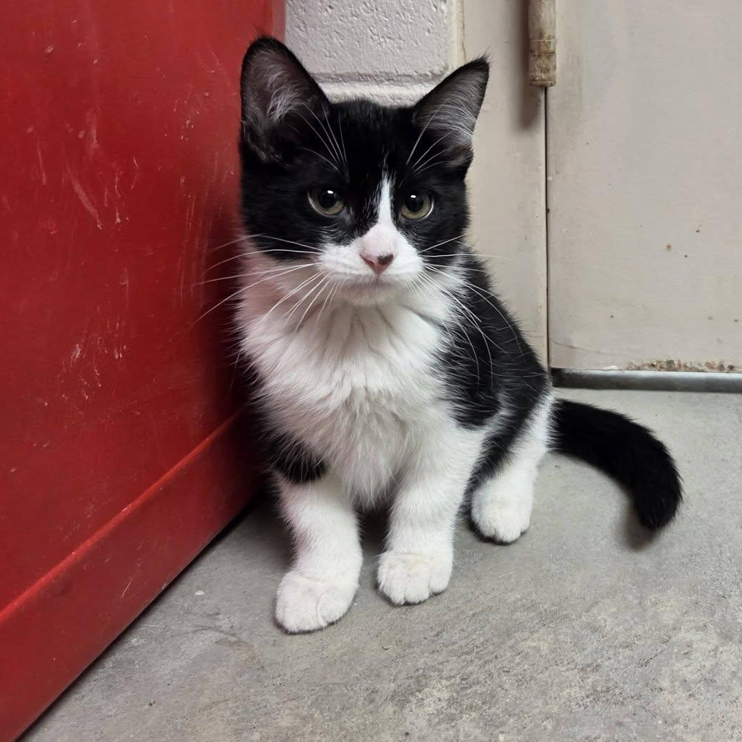 Enlarge VIM, an adopted Domestic Short Hair in Chilton, WI image 2/5