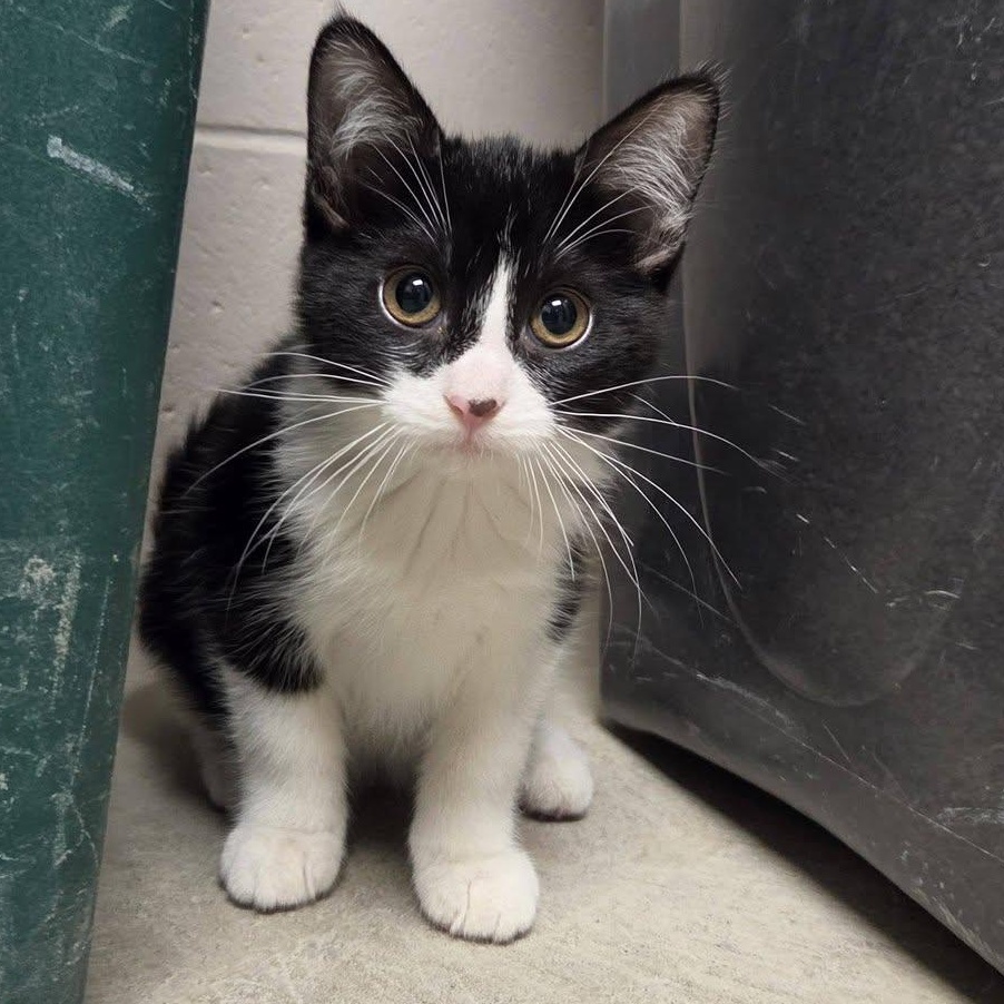 Enlarge VIM, an adopted Domestic Short Hair in Chilton, WI image 5/5
