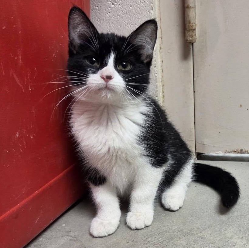 Enlarge VIM, an adopted Domestic Short Hair in Chilton, WI image 3/5
