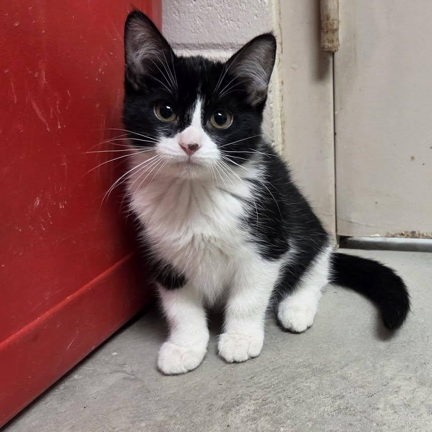 Enlarge VIM, an adopted Domestic Short Hair in Chilton, WI image 1/5