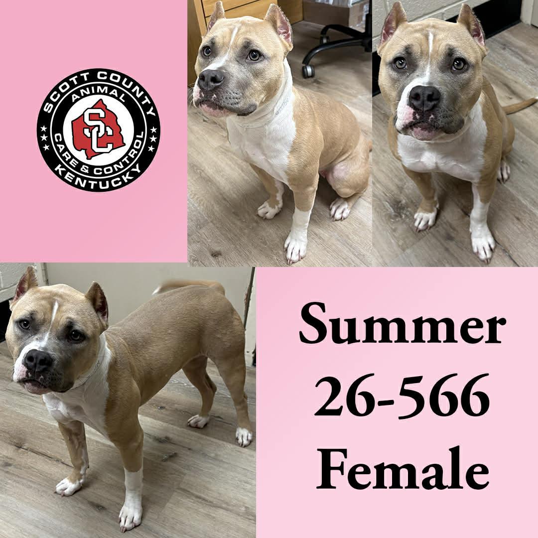 Summer, Adoptable, Adult Female Pit Bull Terrier.