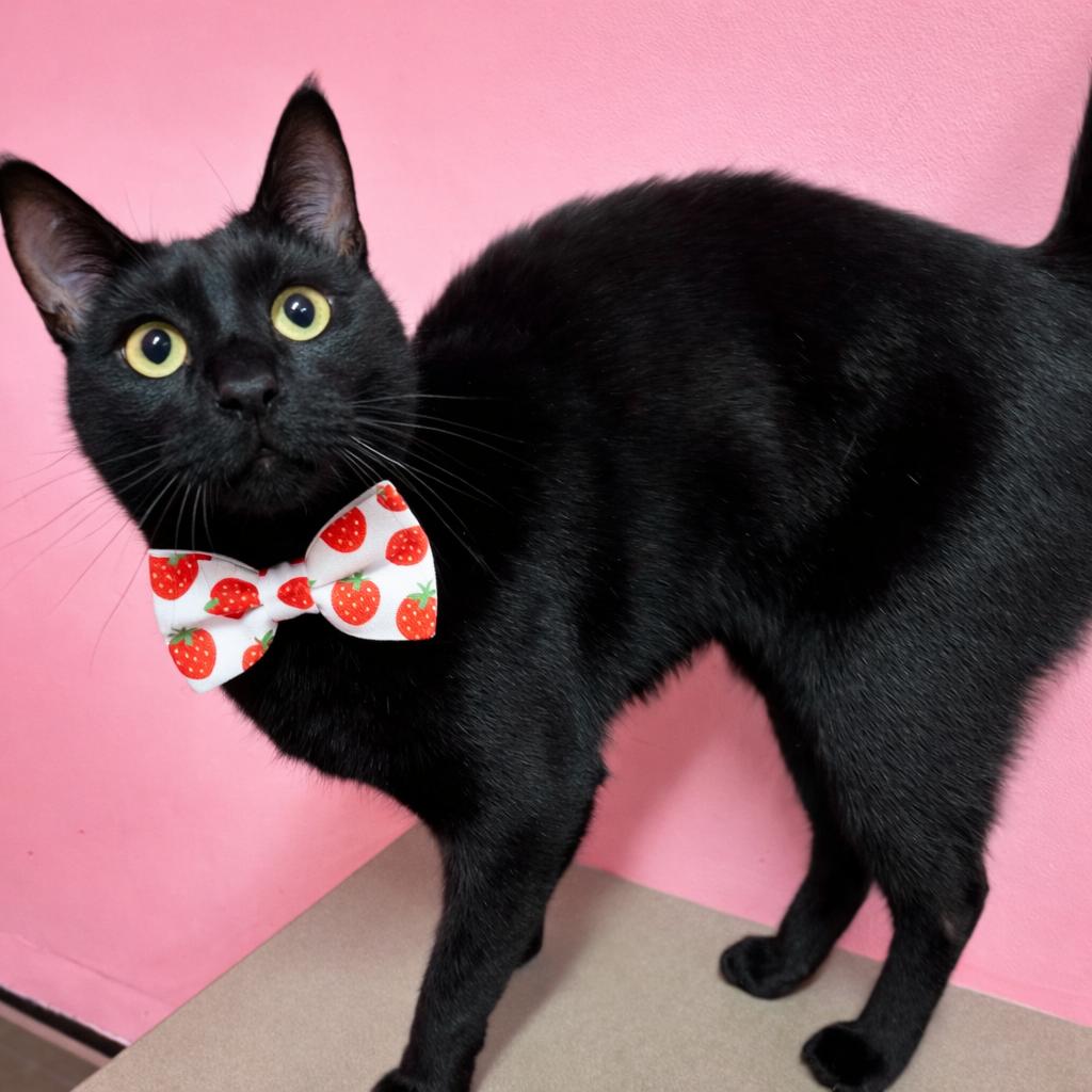 Enlarge Strawberry Boy, a Adoptable mixed breed in Binghamton, NY image 1/4