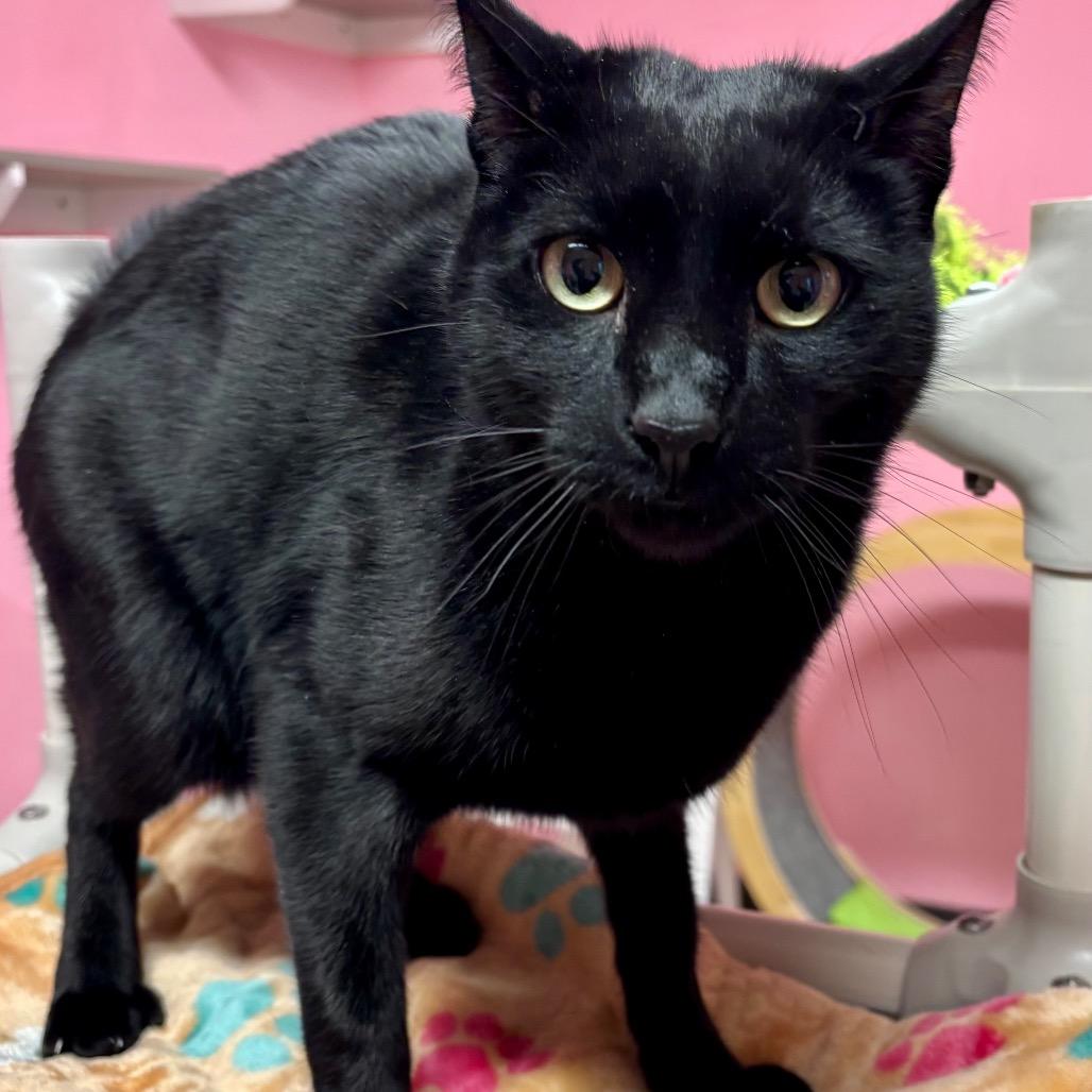 Enlarge Strawberry Boy, a Adoptable mixed breed in Binghamton, NY image 2/4