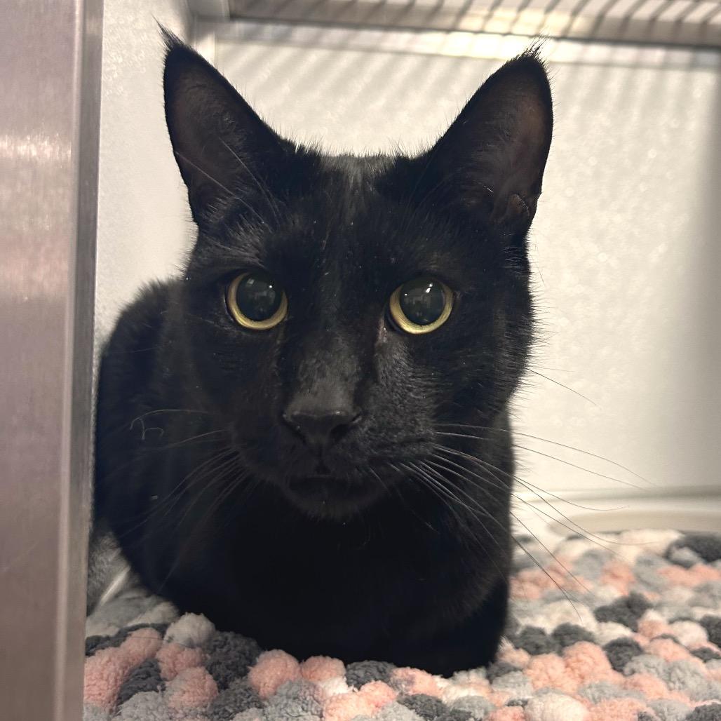 Enlarge Strawberry Boy, a Adoptable mixed breed in Binghamton, NY image 3/4