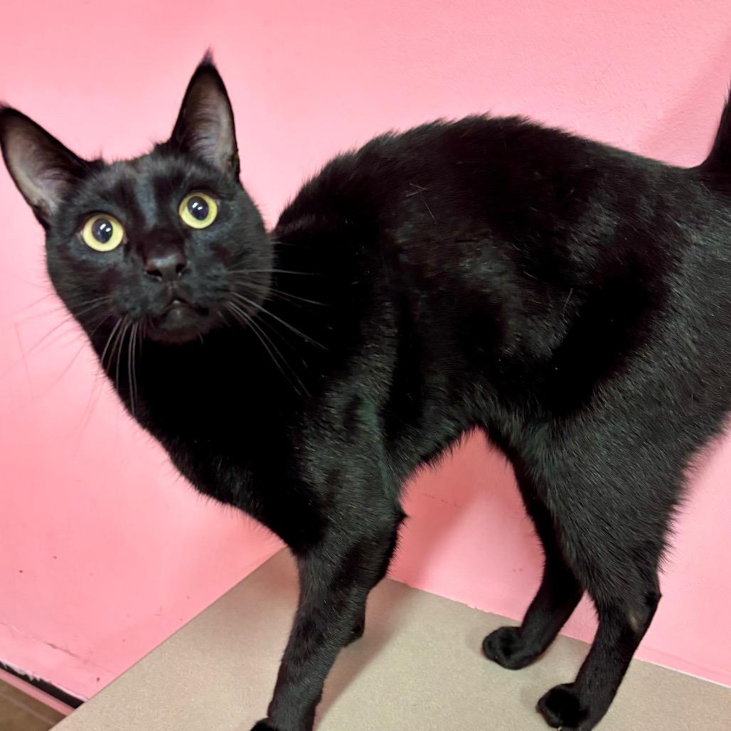 Enlarge Strawberry Boy, a Adoptable mixed breed in Binghamton, NY image 4/4