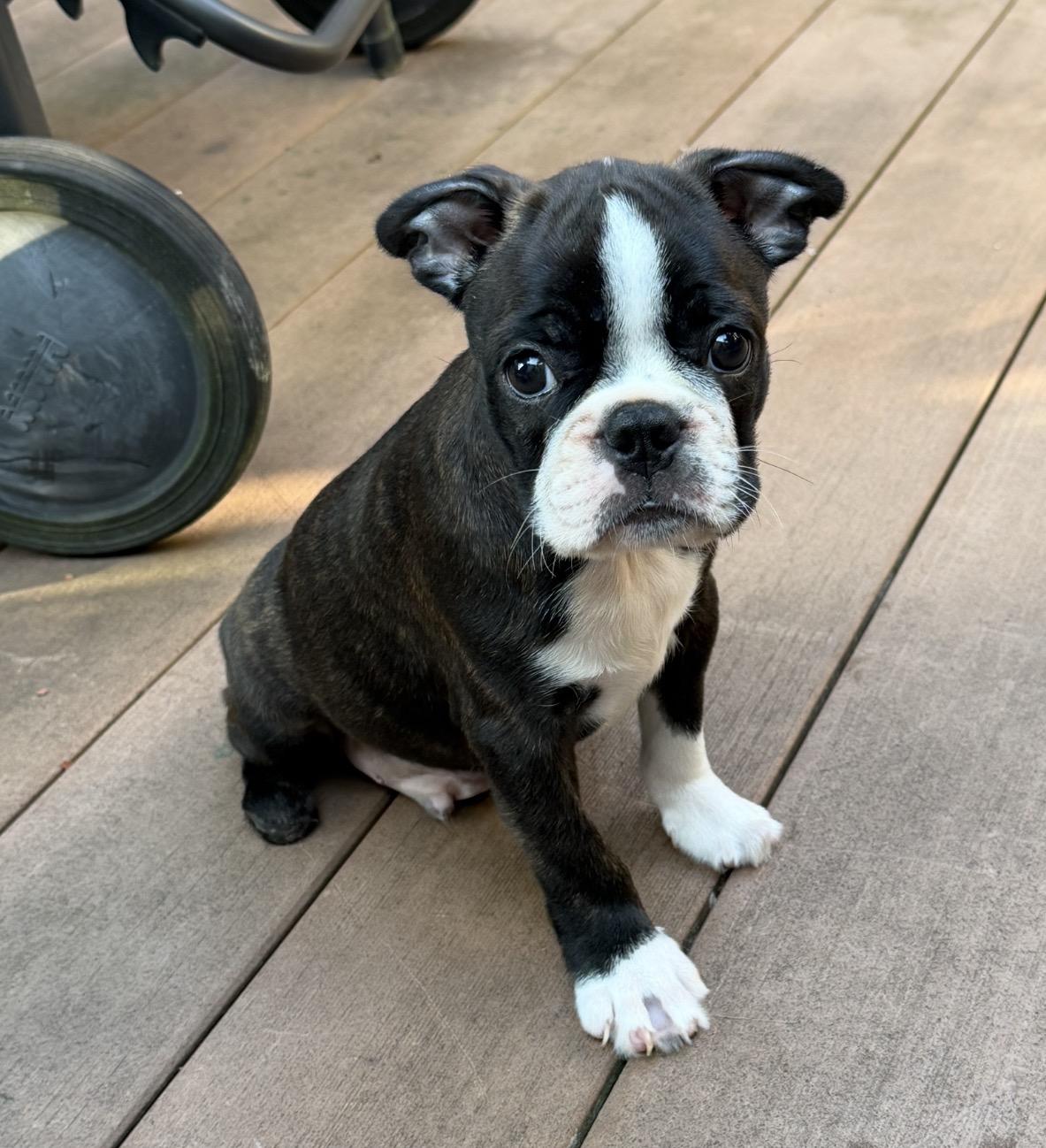 Jack, Adoptable, Puppy Male Boston Terrier.