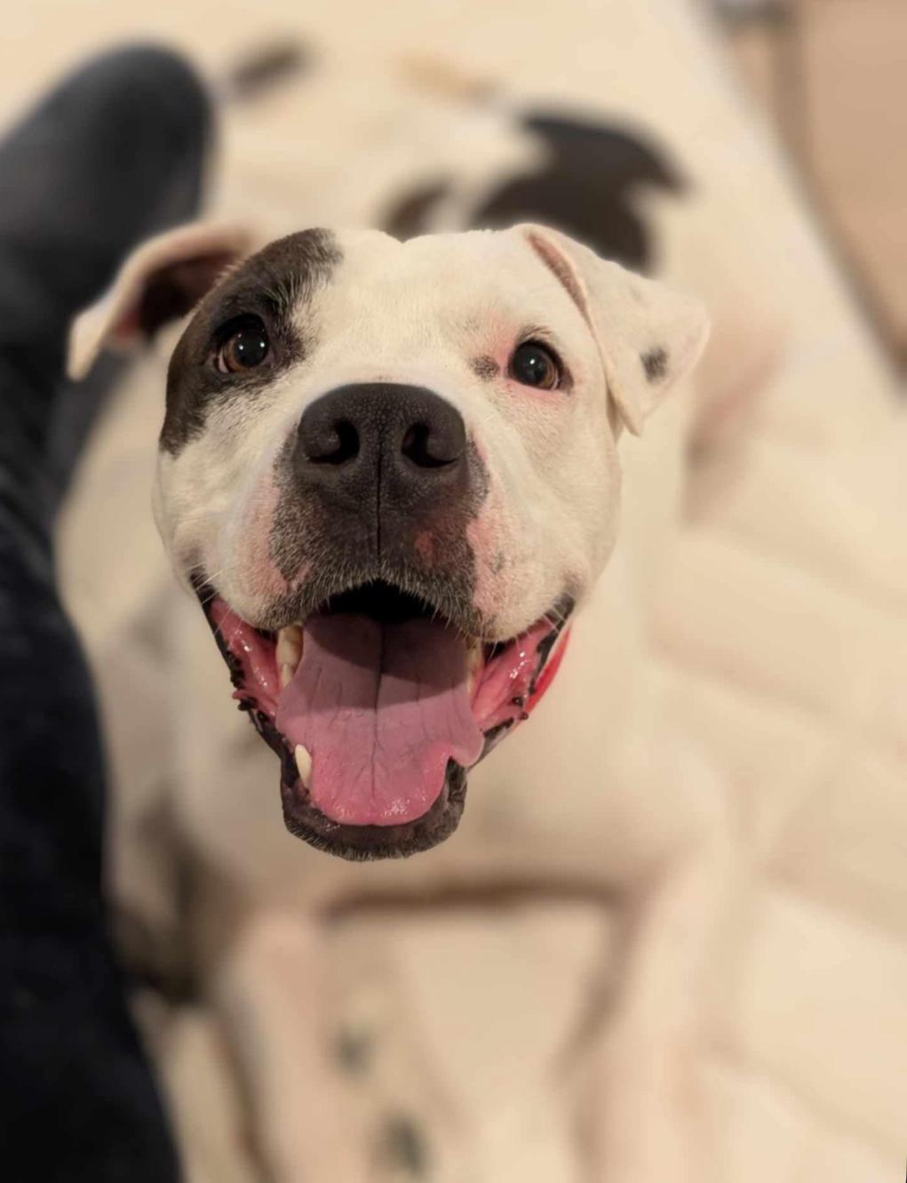 Enlarge Phinnie, a Adoptable mixed breed in Ballston spa, NY image 3/6