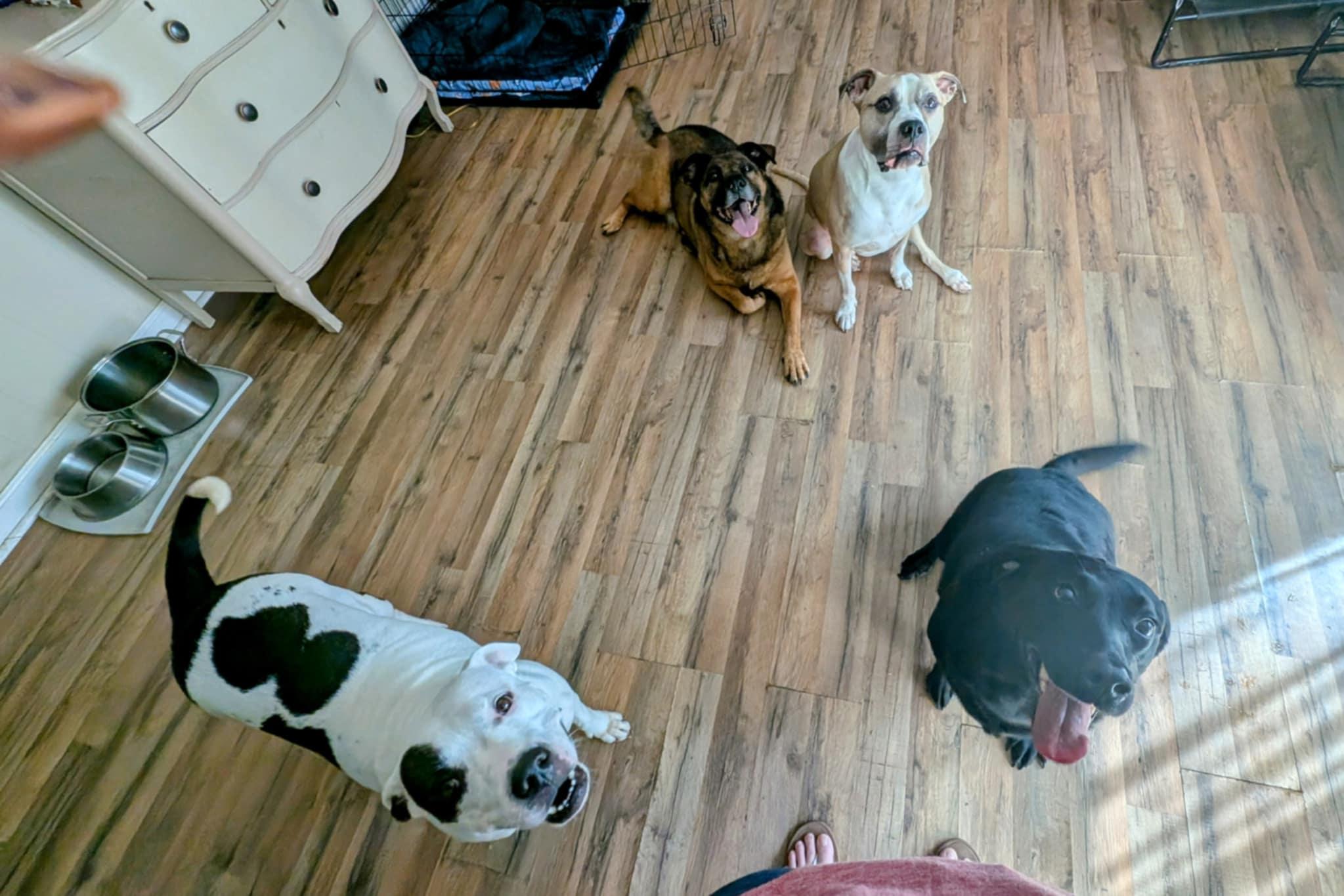 Enlarge Phinnie, a Adoptable mixed breed in Ballston spa, NY image 5/6