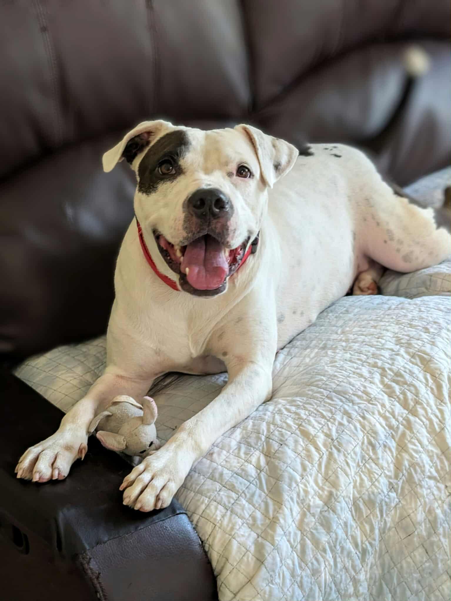 Enlarge Phinnie, a Adoptable mixed breed in Ballston spa, NY image 6/6