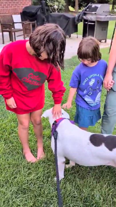 Enlarge Phinnie, a Adoptable mixed breed in Ballston spa, NY video 2/6