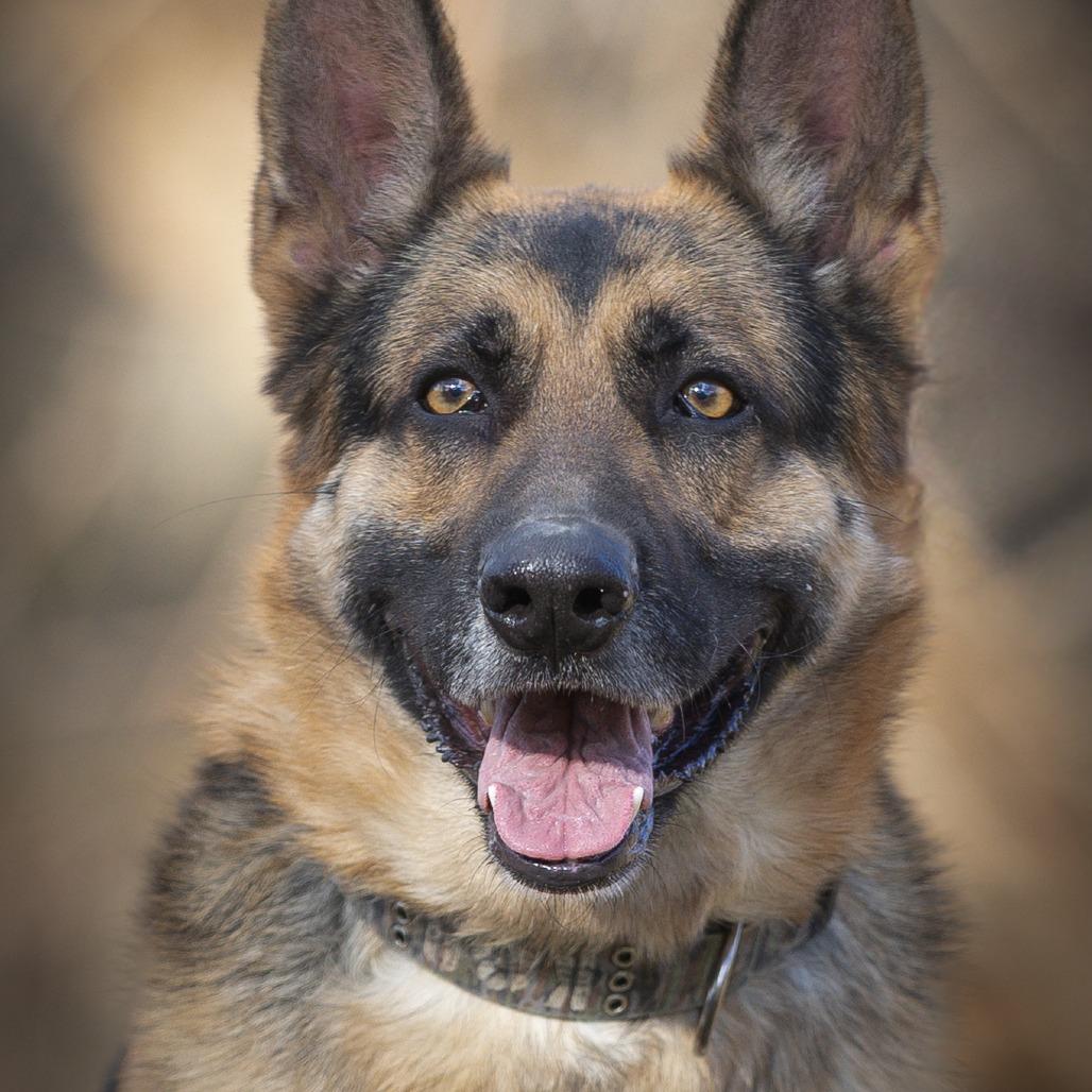 Kano, Adoptable, Adult Male German Shepherd Dog.