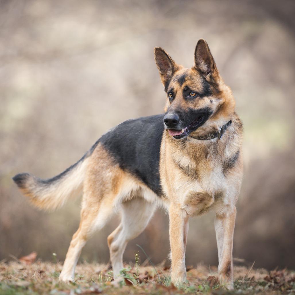 Enlarge Kano, a Adoptable German Shepherd Dog in Rossville, GA image 2/6