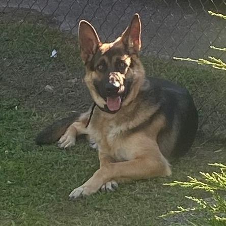 Kano, Adoptable, Adult Male German Shepherd Dog.