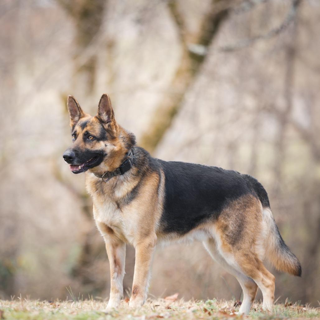 Enlarge Kano, a Adoptable German Shepherd Dog in Rossville, GA image 4/6