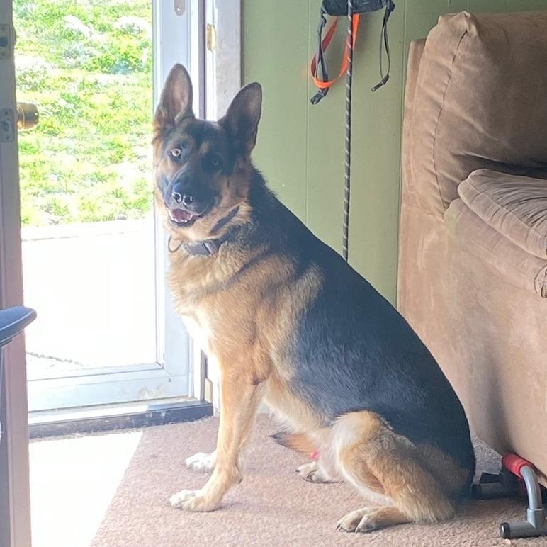 Enlarge Kano, a Adoptable German Shepherd Dog in Rossville, GA image 2/3